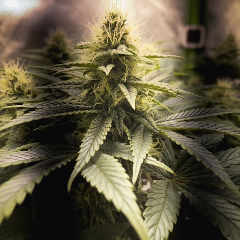 Special Queen #1 growlog timeline photo