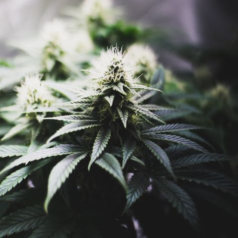 Special Queen #1 growlog timeline photo