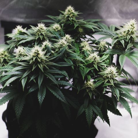 Special Queen #1 growlog timeline photo
