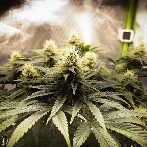 Special Queen #1 growlog timeline photo