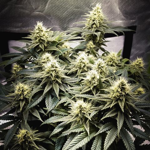 Special Queen #1 growlog timeline photo