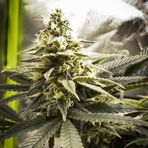 Special Queen #1 growlog timeline photo