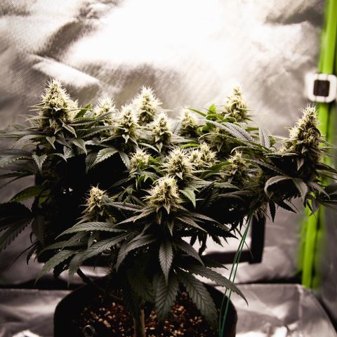 Special Queen #1 growlog timeline photo