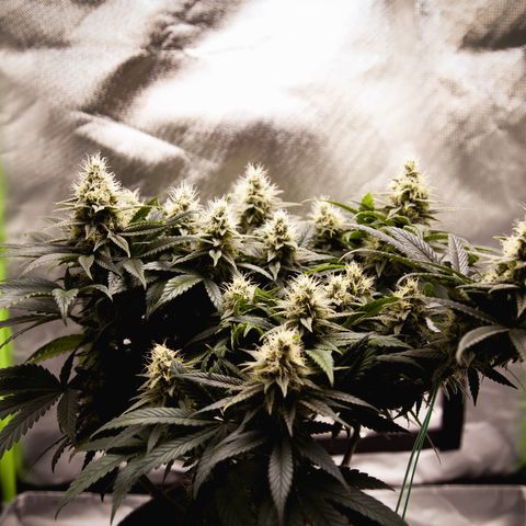 Special Queen #1 growlog timeline photo
