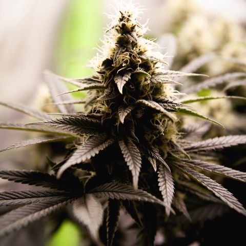 Special Queen #1 growlog timeline photo