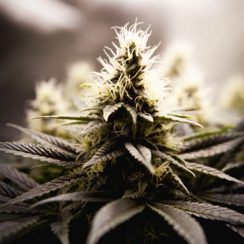 Special Queen #1 growlog timeline photo