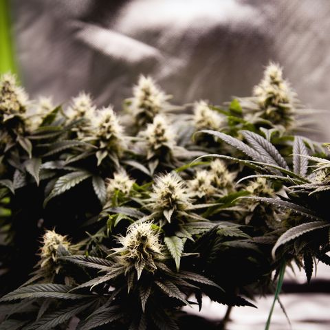 Special Queen #1 growlog timeline photo