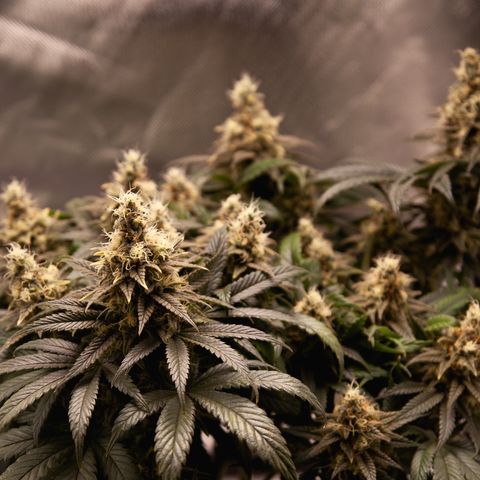 Special Queen #1 growlog timeline photo