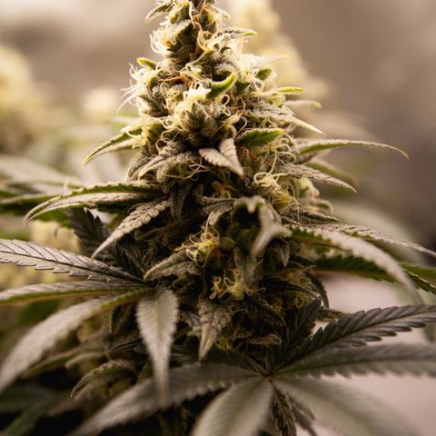 Special Queen #1 growlog timeline photo