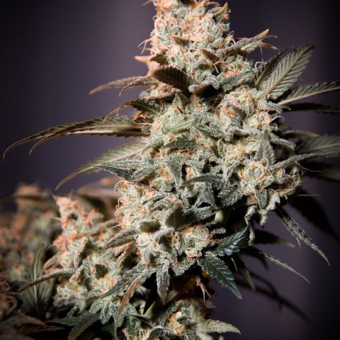 Special Queen #1 growlog timeline photo
