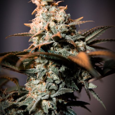 Special Queen #1 growlog timeline photo