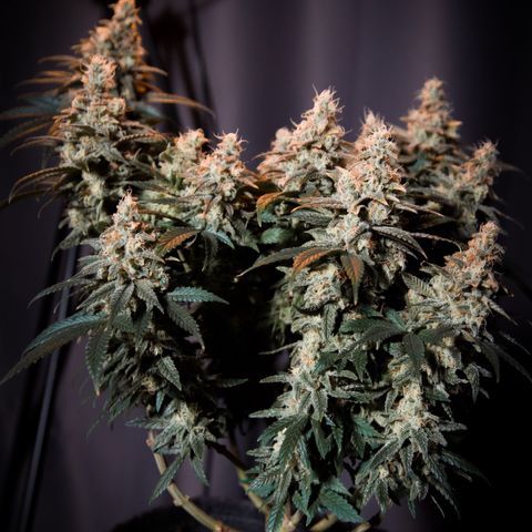 Special Queen #1 growlog timeline photo