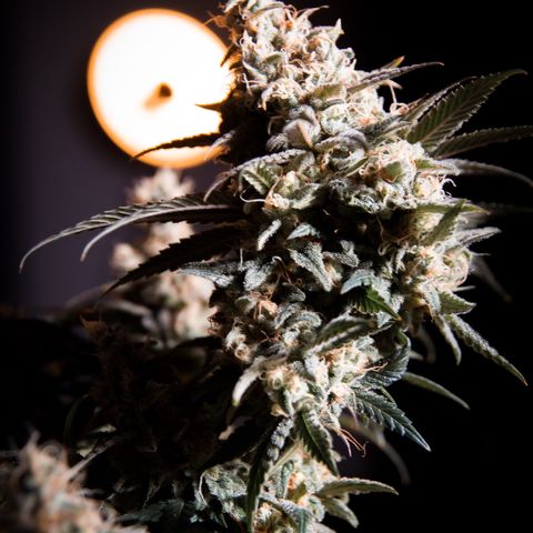 Special Queen #1 growlog timeline photo