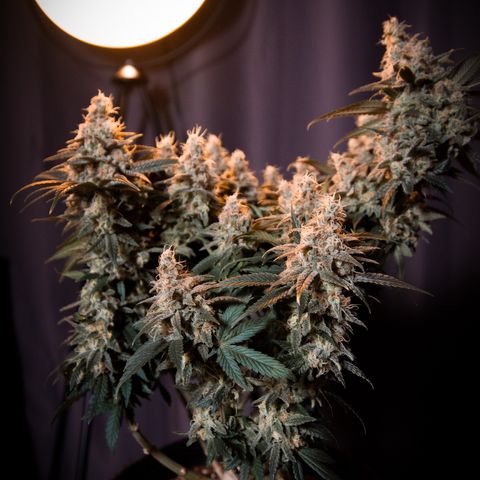 Special Queen #1 growlog timeline photo