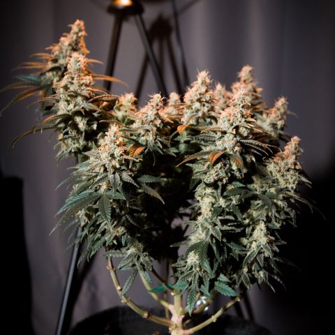 Special Queen #1 growlog timeline photo
