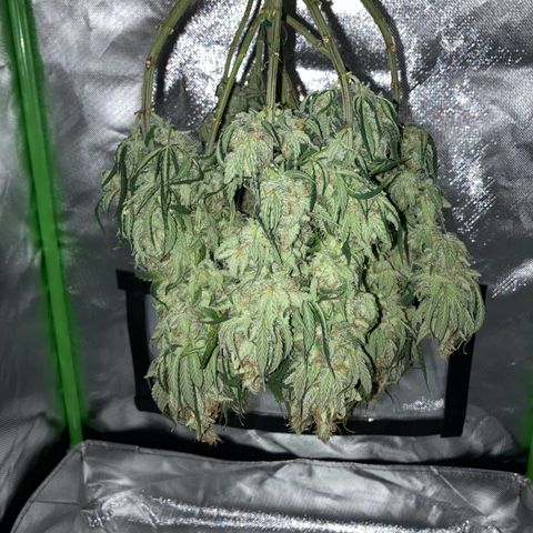 Special Queen #1 growlog timeline photo