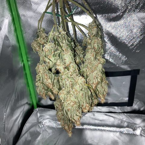 Special Queen #1 growlog timeline photo
