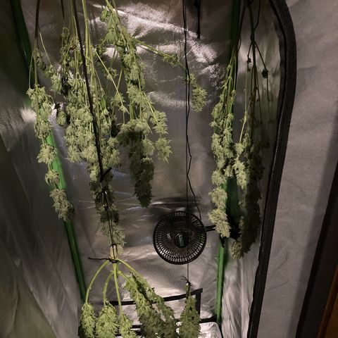 Special Queen #1 growlog timeline photo