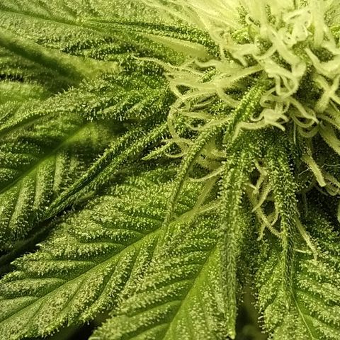 8Blue Gelato 41/ 1Cookies kush growlog timeline photo
