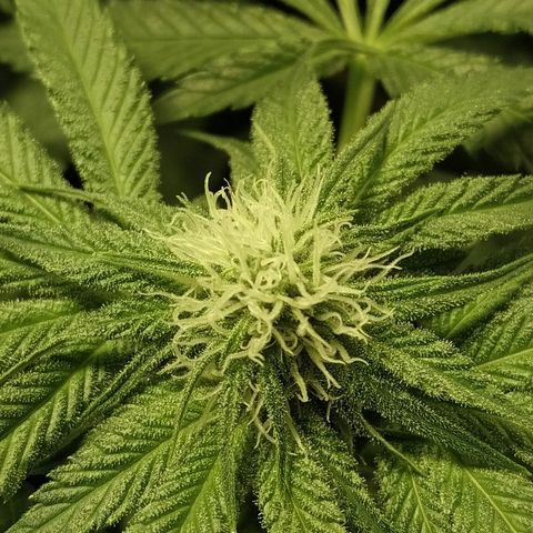 8Blue Gelato 41/ 1Cookies kush growlog timeline photo