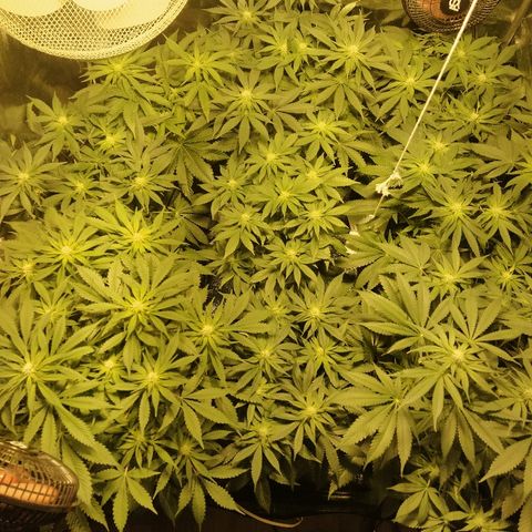 8Blue Gelato 41/ 1Cookies kush growlog timeline photo