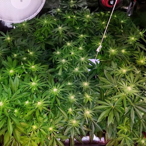 8Blue Gelato 41/ 1Cookies kush growlog timeline photo