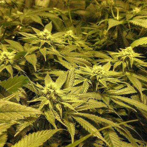 8Blue Gelato 41/ 1Cookies kush growlog photo: 25J de 12/12
11J de floraison 
