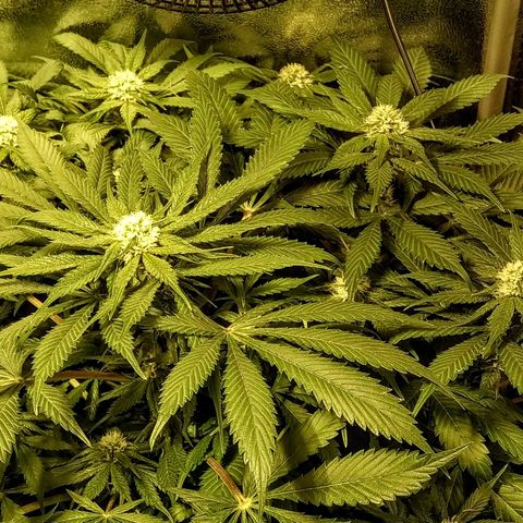 8Blue Gelato 41/ 1Cookies kush growlog photo: 25J de 12/12
11J de floraison 
