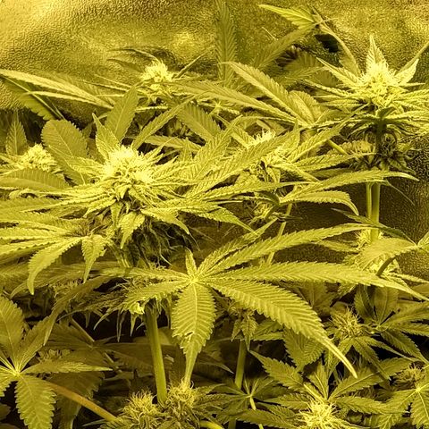8Blue Gelato 41/ 1Cookies kush growlog photo: 25J de 12/12
11J de floraison 