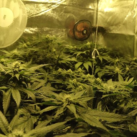 8Blue Gelato 41/ 1Cookies kush growlog photo: 25J de 12/12
11J de floraison 