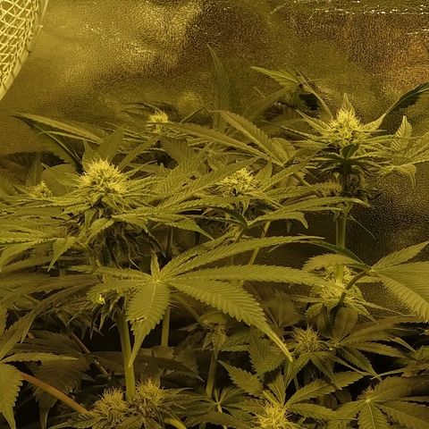 8Blue Gelato 41/ 1Cookies kush growlog photo: 25J de 12/12
11J de floraison 