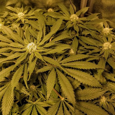 8Blue Gelato 41/ 1Cookies kush growlog photo: 25J de 12/12
11J de floraison 