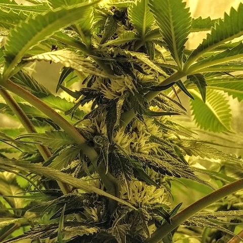 8Blue Gelato 41/ 1Cookies kush growlog photo: Cookies kush 