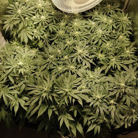 8Blue Gelato 41/ 1Cookies kush growlog timeline photo