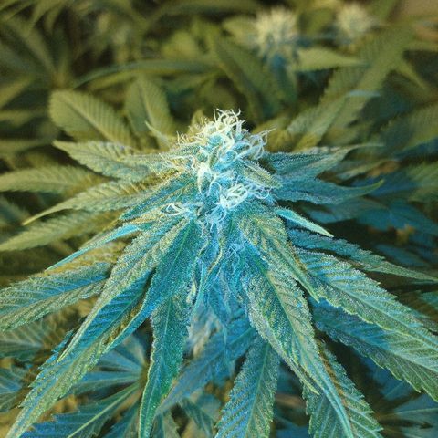 8Blue Gelato 41/ 1Cookies kush growlog timeline photo