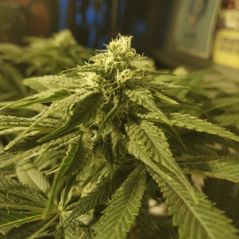 8Blue Gelato 41/ 1Cookies kush growlog timeline photo