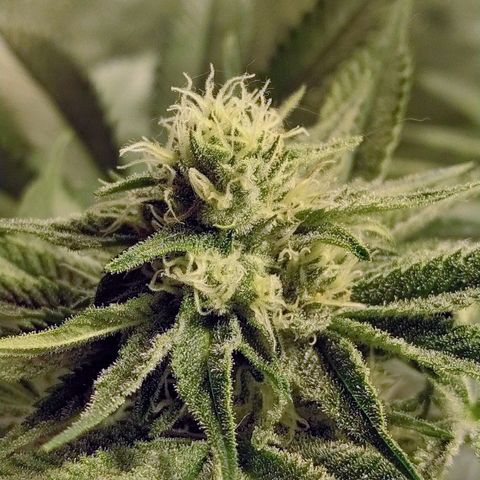 8Blue Gelato 41/ 1Cookies kush growlog photo: 12/12 + 30 
Flo + 16