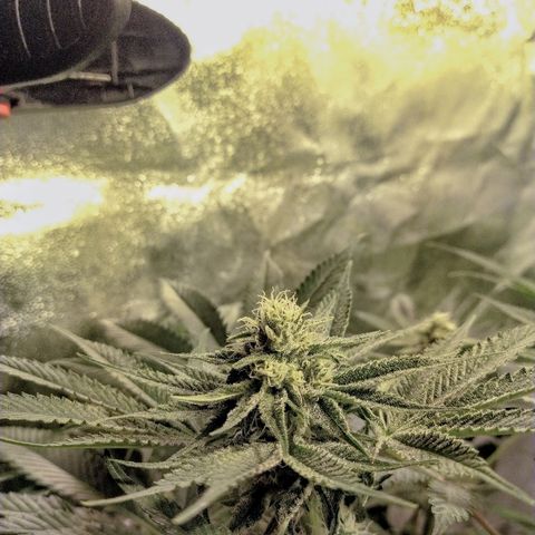 8Blue Gelato 41/ 1Cookies kush growlog photo: 12/12 + 30 
Flo + 16
