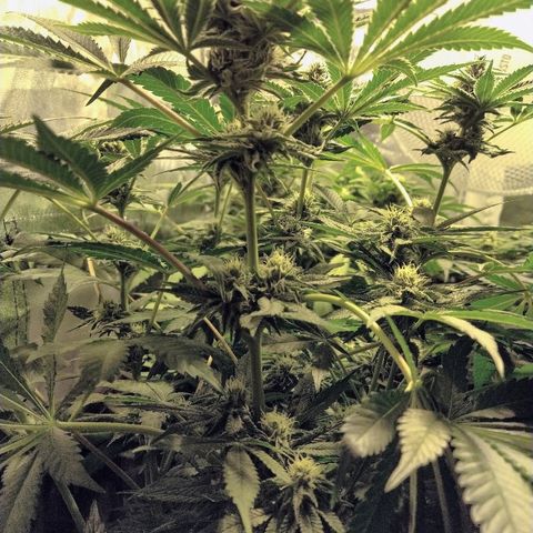 8Blue Gelato 41/ 1Cookies kush growlog photo: 12/12 + 30 
Flo + 16