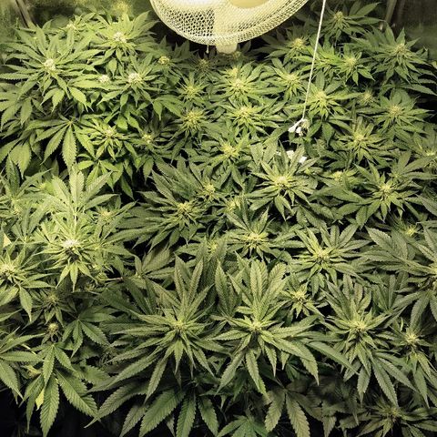8Blue Gelato 41/ 1Cookies kush growlog photo: 12/12 + 30 
Flo + 16