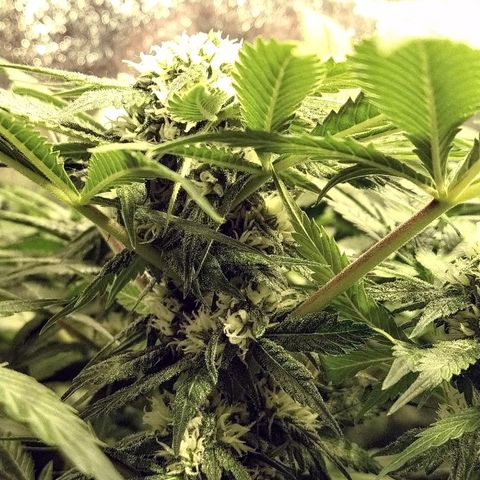 8Blue Gelato 41/ 1Cookies kush growlog photo: 12/12 + 30 
Flo + 16