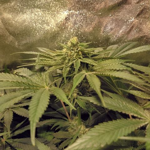 8Blue Gelato 41/ 1Cookies kush growlog photo: Flo + 20
12/12 + 34