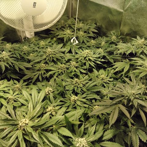 8Blue Gelato 41/ 1Cookies kush growlog photo: Flo + 20
12/12 + 34