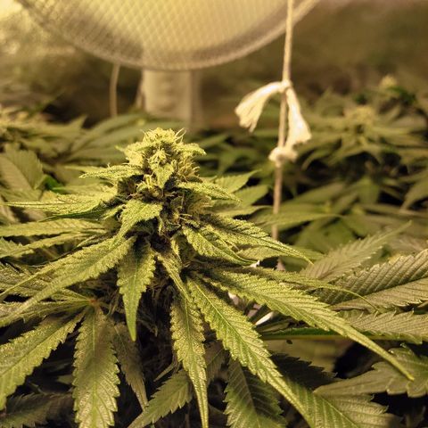 8Blue Gelato 41/ 1Cookies kush growlog photo: Flo + 20
12/12 + 34