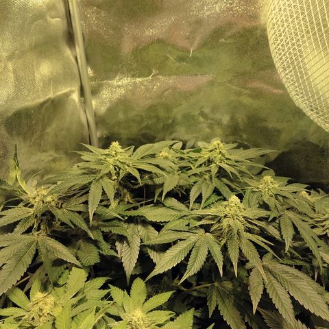 8Blue Gelato 41/ 1Cookies kush growlog photo: Flo + 20
12/12 + 34