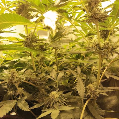 8Blue Gelato 41/ 1Cookies kush growlog photo: Flo + 20
12/12 + 34
