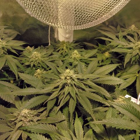 8Blue Gelato 41/ 1Cookies kush growlog photo: Flo + 20
12/12 + 34