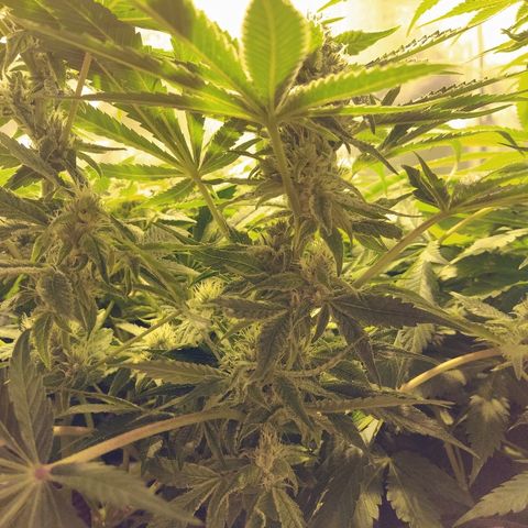 8Blue Gelato 41/ 1Cookies kush growlog photo: Flo + 20
12/12 + 34