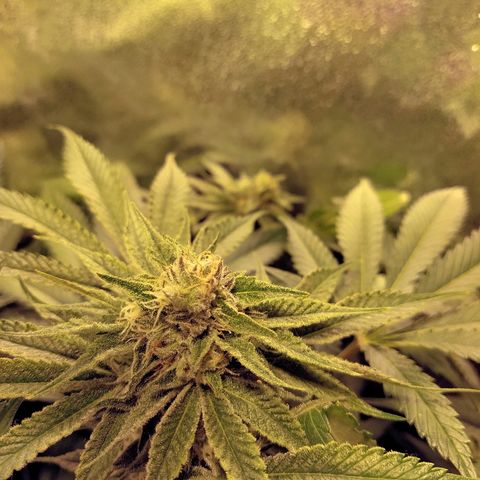 8Blue Gelato 41/ 1Cookies kush growlog photo: Flo + 20
12/12 + 34