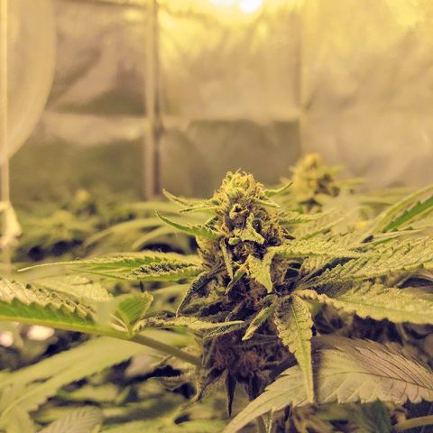 8Blue Gelato 41/ 1Cookies kush growlog photo: Flo + 20
12/12 + 34
